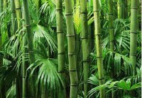 maharashtra to grow in bamboo sector with support from tripura